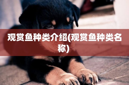 觀賞魚種類介紹(觀賞魚種類名稱) 