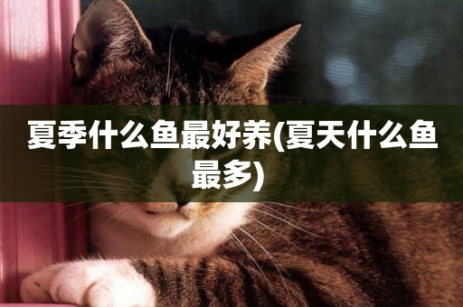 夏季什么魚最好養(夏天什么魚最多) 