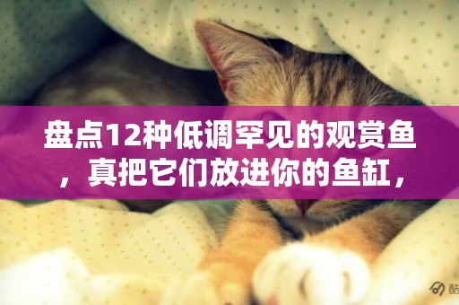 盤點12種低調罕見的觀賞魚，真把它們放進你的魚缸，反而很驚艷 
