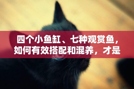 四個小魚缸、七種觀賞魚，如何有效搭配和混養，才是最佳選擇？ 