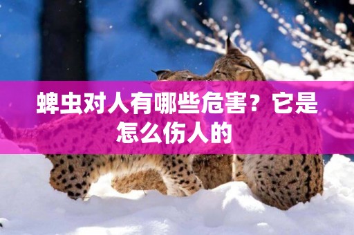 蜱蟲對人有哪些危害？它是怎么傷人的 