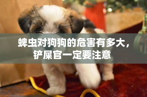 蜱蟲對狗狗的危害有多大，鏟屎官一定要注意 