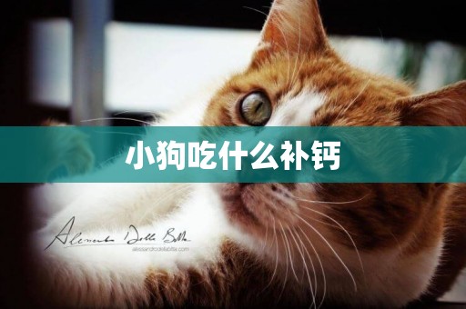 小狗吃什么補鈣