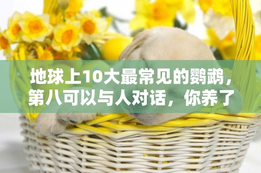 地球上10大最常見的鸚鵡，第八可以與人對話，你養了哪種？ 