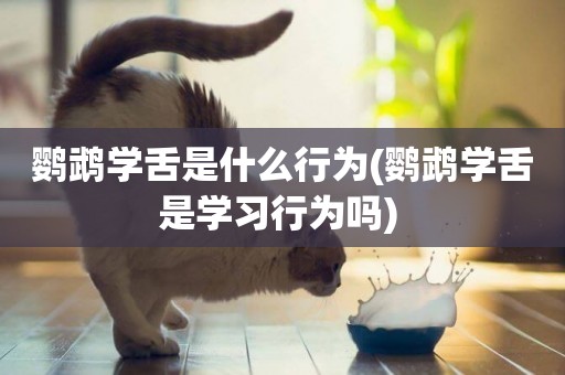 鸚鵡學舌是什么行為(鸚鵡學舌是學習行為嗎) 