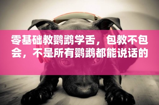 零基礎教鸚鵡學舌，包教不包會，不是所有鸚鵡都能說話的 