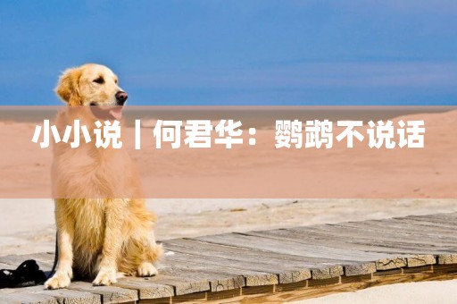 小小說｜何君華：鸚鵡不說話 