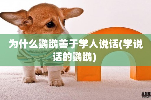 為什么鸚鵡善于學人說話(學說話的鸚鵡) 