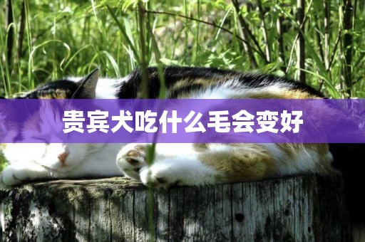 貴賓犬吃什么毛會變好