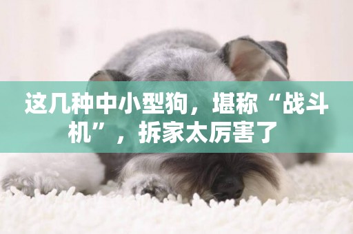 這幾種中小型狗，堪稱“戰斗機”，拆家太厲害了 