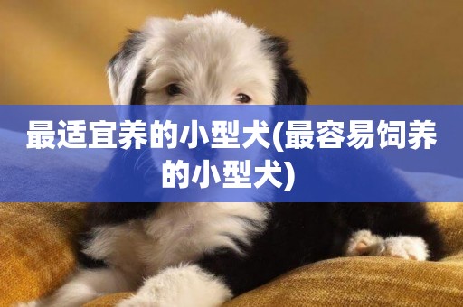 最適宜養的小型犬(最容易飼養的小型犬) 