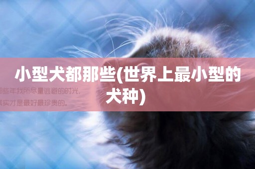 小型犬都那些(世界上最小型的犬種) 