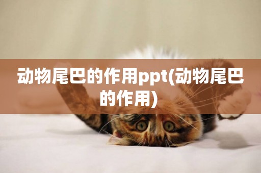 動物尾巴的作用ppt(動物尾巴的作用) 