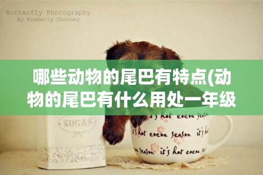 哪些動物的尾巴有特點(動物的尾巴有什么用處一年級) 