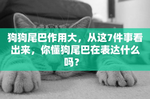 狗狗尾巴作用大，從這7件事看出來，你懂狗尾巴在表達什么嗎？ 