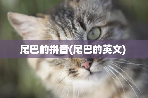 尾巴的拼音(尾巴的英文) 