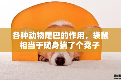 各種動物尾巴的作用，袋鼠相當于隨身揣了個凳子 