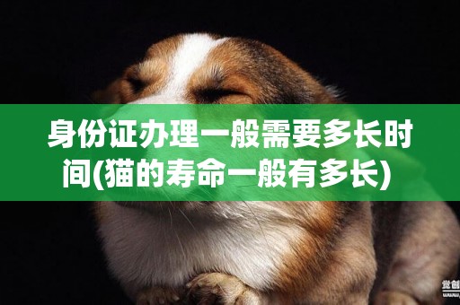 身份證辦理一般需要多長時間(貓的壽命一般有多長) 