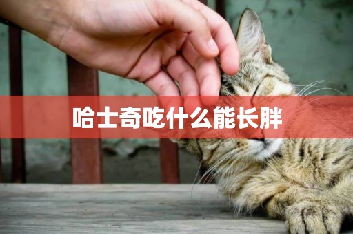 哈士奇吃什么能長胖
