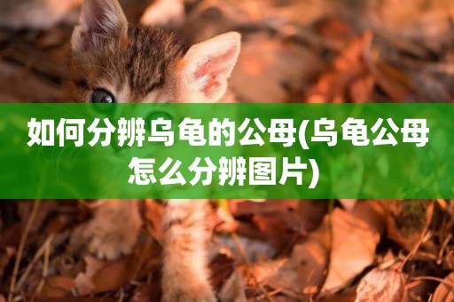如何分辨烏龜的公母(烏龜公母怎么分辨圖片) 