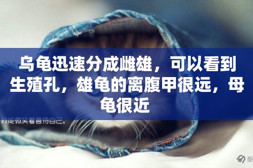 烏龜迅速分成雌雄，可以看到生殖孔，雄龜的離腹甲很遠，母龜很近 
