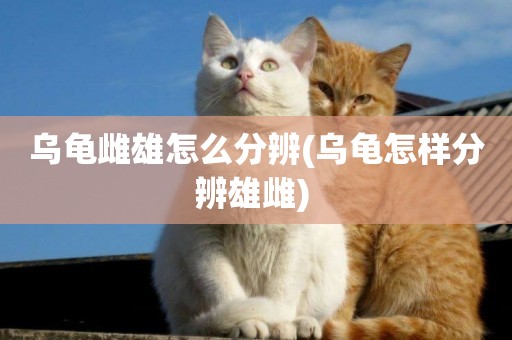 烏龜雌雄怎么分辨(烏龜怎樣分辨雄雌) 