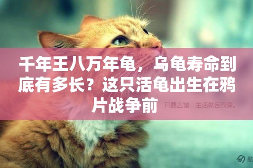千年王八萬年龜，烏龜壽命到底有多長？這只活龜出生在鴉片戰爭前 