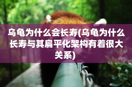 烏龜為什么會長壽(烏龜為什么長壽與其扁平化架構有著很大關系) 