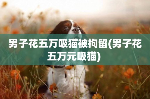 男子花五萬吸貓被拘留(男子花五萬元吸貓) 
