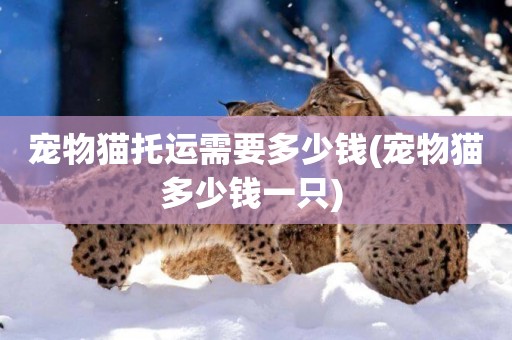寵物貓托運需要多少錢(寵物貓多少錢一只) 