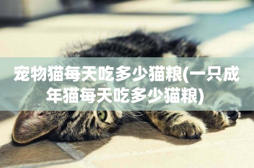 寵物貓每天吃多少貓糧(一只成年貓每天吃多少貓糧) 