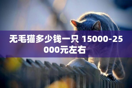無毛貓多少錢一只 15000-25000元左右 