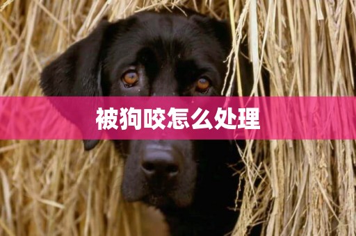 被狗咬怎么處理
