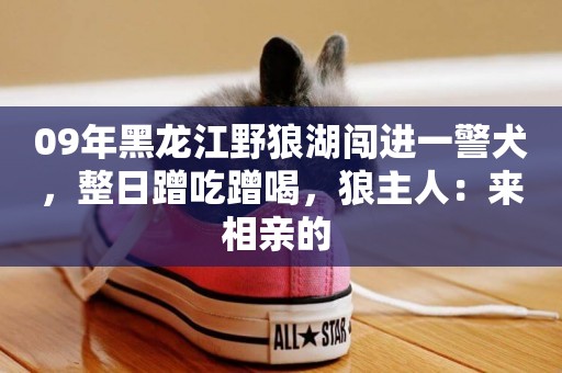 09年黑龍江野狼湖闖進一警犬，整日蹭吃蹭喝，狼主人：來相親的 