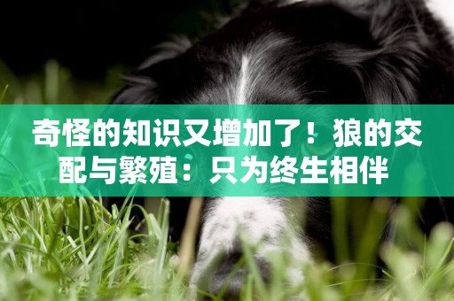 奇怪的知識又增加了！狼的交配與繁殖：只為終生相伴 