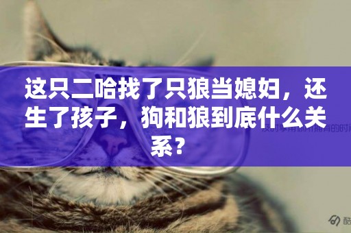 這只二哈找了只狼當媳婦，還生了孩子，狗和狼到底什么關系？ 