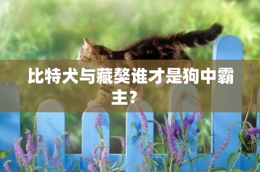 比特犬與藏獒誰才是狗中霸主？ 
