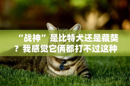 “戰神”是比特犬還是藏獒？我感覺它倆都打不過這種猛犬 