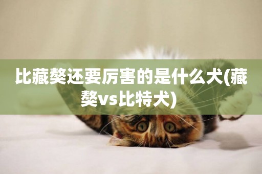 比藏獒還要厲害的是什么犬(藏獒vs比特犬) 