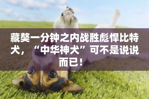 藏獒一分鐘之內戰勝彪悍比特犬，“中華神犬”可不是說說而已！ 