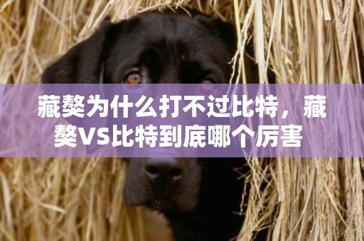 藏獒為什么打不過比特，藏獒VS比特到底哪個厲害 