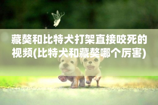 藏獒和比特犬打架直接咬死的視頻(比特犬和藏獒哪個厲害) 