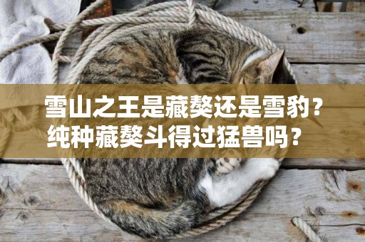 雪山之王是藏獒還是雪豹？純種藏獒斗得過猛獸嗎？ 