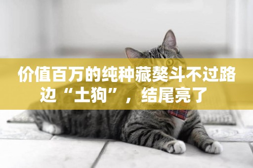 價值百萬的純種藏獒斗不過路邊“土狗”，結尾亮了 