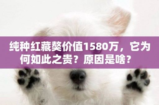 純種紅藏獒價值1580萬，它為何如此之貴？原因是啥？ 