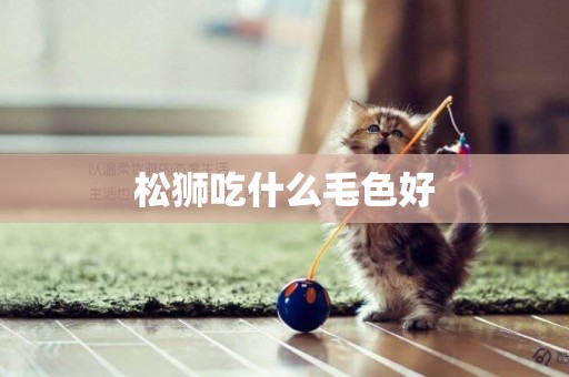松獅吃什么毛色好