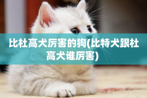 比杜高犬厲害的狗(比特犬跟杜高犬誰厲害) 