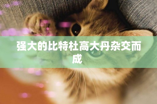 強大的比特杜高大丹雜交而成 