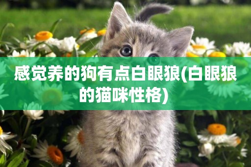 感覺養的狗有點白眼狼(白眼狼的貓咪性格) 