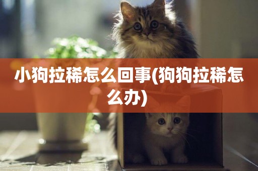 小狗拉稀怎么回事(狗狗拉稀怎么辦) 